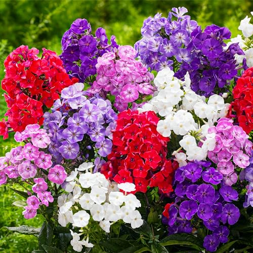 Phlox Paniculata Kollektion (10 Pflanzen), Mix von 5 Sorten, 2 von jeder Farbe, große Winterharte Stauden aus Holland (kein Samen, Zwiebeln und nicht künstlich), Weiß-Rot-Rosa-Violett Farben von DUTCH BULBS EXCLUSIVE PLANTS FROM HOLLAND