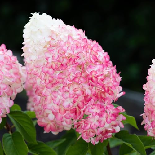 Pink and Rose (3 Pflanzen) Winterharte Hortensien Paniculata, Echte Garten Hydrangea pflanzen aus Holland (kein Samen, kein Kunstblumen und nicht künstlich), Mehrjährig für Töpfe und Balkone von DUTCH BULBS EXCLUSIVE PLANTS FROM HOLLAND