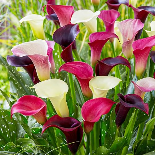 Purple und Pink Calla Lilien Zwiebeln Kollektion, 10 Zantedeschia Zwiebeln, 2 Sorten, 5 von jeder Farbe Mix, Ideal als Topf und Gartenpflanze, Blumenzwiebeln Mischung aus Holland (kein Samen) von DUTCH BULBS EXCLUSIVE PLANTS FROM HOLLAND