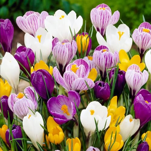 Riesen Krokusse Zwiebeln Mischung, 300 exklusive Blumenzwiebeln, Mix von 5 Sorte aus Holland, echte Winterharte und mehrjährig Krokus Knollen (kein Samen) für Garten, Töpfe und Balkon von DUTCH BULBS EXCLUSIVE PLANTS FROM HOLLAND