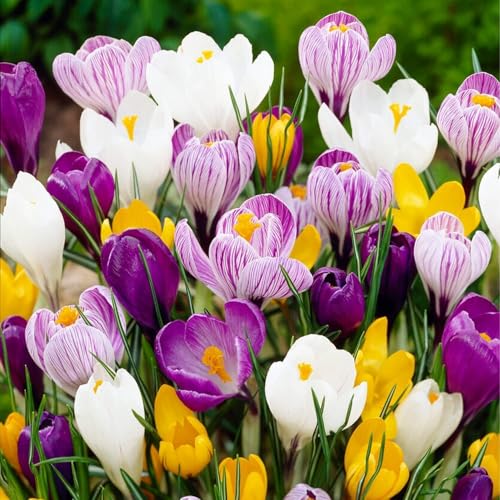 Riesen Krokusse Zwiebeln Mischung, 500 exklusive Blumenzwiebeln, Mix von 5 Sorte aus Holland, echte Winterharte und mehrjährig Krokus Knollen (kein Samen) für Garten, Töpfe und Balkon von DUTCH BULBS EXCLUSIVE PLANTS FROM HOLLAND
