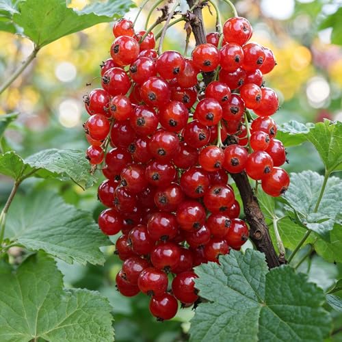 Rot Johannisbeere Jonkheer van Tets - Set aus 2 wurzelnackte Pflanzen - früh Ripening, High Yields, Sweet Berries von DUTCH BULBS EXCLUSIVE PLANTS FROM HOLLAND