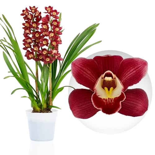 Orchideen Echte Pflanzen Rote Cymbidium - 1 große Zimmerpflanze aus Holland - 60-70 cm hoch - 14 cm Topf - mit Blüten und duftend (Nicht künstlich, ohne Dünger und Topf, keine Samen, nicht winterhart) von DUTCH BULBS EXCLUSIVE PLANTS FROM HOLLAND