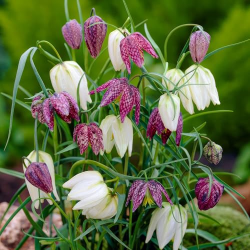 Schachbrettblume Fritillaria Meleagris - 25 Blumenzwiebeln - Mischung Schachbrettblume Zwiebeln winterhart mehrjährig - Niederländische Qualität - Für Garten, Töpfe und Balkon von DUTCH BULBS EXCLUSIVE PLANTS FROM HOLLAND