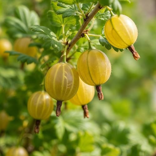 Stachelbeere Gelb - Set aus 2 wurzelnackte Pflanzen - Rare Goldgelb Fruit, winterhart Bush für Yields in Summer von DUTCH BULBS EXCLUSIVE PLANTS FROM HOLLAND
