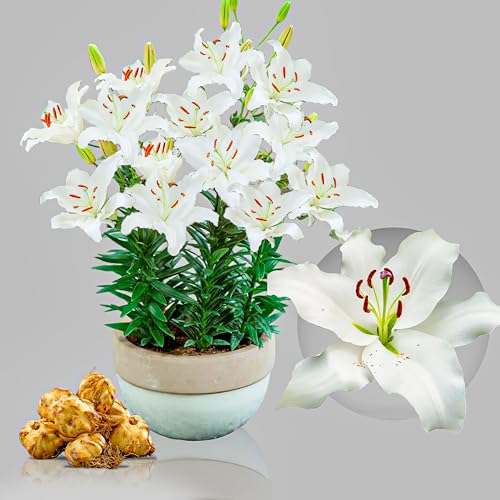 White Passion Orientalische Garten Lilien, Sehr Exklusiv, Mehrjährig und Winterhart Blumenzwiebeln aus Holland für Garten und Topf, Zwiebelgröße Ø 14-16cm (Weiß) von DUTCH BULBS EXCLUSIVE PLANTS FROM HOLLAND