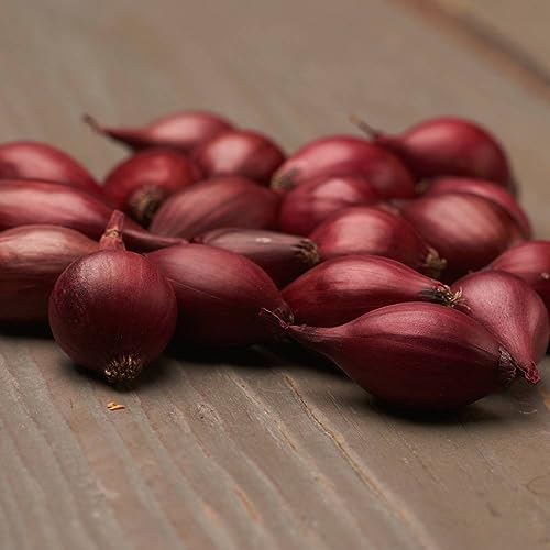 Steckzwiebeln Red Baron (500 gr) - Frühlingszwiebeln Winterhart - Hoher Qualität aus Holland (kein Samen) - Mild scharfe Gemüsezwiebel - Steckzwiebel größe 14-21 mm von DUTCH BULBS EXCLUSIVE PLANTS FROM HOLLAND