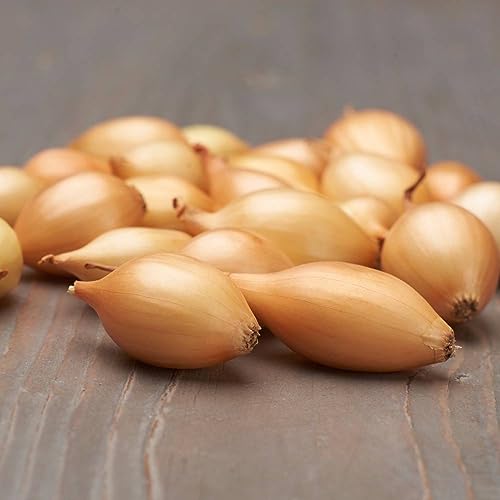 Steckzwiebeln Shakespeare (500 gr) - Frühlingszwiebeln Winterhart - Hoher Qualität aus Holland (kein Samen) - Mild scharfe Gemüsezwiebel - Steckzwiebel größe 14-21 mm von DUTCH BULBS EXCLUSIVE PLANTS FROM HOLLAND