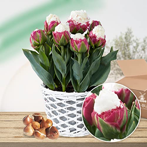 Tulpen Ice Cream (10 Zwiebeln) - Exklusive Tulpenzwiebeln Sorte aus Holland - Winterharte und Mehrjährig Tulpe für Garten, Töpfe und Balkon. von DUTCH BULBS EXCLUSIVE PLANTS FROM HOLLAND