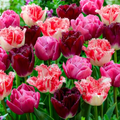 Tulpen Zwiebeln Rosa & Rot Mischung - 25 Blumenzwiebeln - Tulpenzwiebeln winterhart mehrjährig - Niederländische Qualität - Für Garten, Töpfe und Balkon von DUTCH BULBS EXCLUSIVE PLANTS FROM HOLLAND
