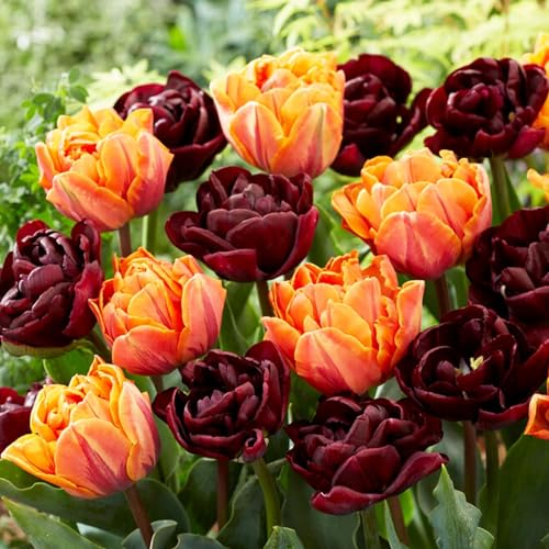 Tulpenzwiebeln Black and Orange Mix (20 Zwiebeln) exklusive schwarze Tulpen aus Holland, winterhart und mehrjährig für Garten, Töpfe, Balkon aus Amsterdam (große Knollen, kein Samen, nicht künstlich) von DUTCH BULBS EXCLUSIVE PLANTS FROM HOLLAND