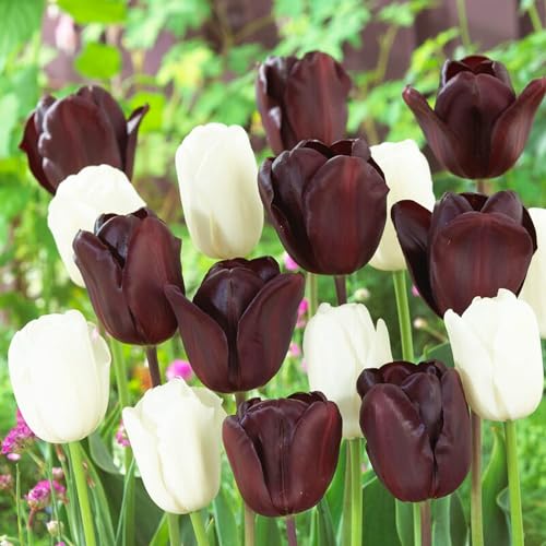 Tulpenzwiebeln Black and White Mix (20 Zwiebeln) exklusive schwarze Tulpen aus Holland, winterhart und mehrjährig für Garten, Töpfe, Balkon aus Amsterdam (große Knollen, kein Samen, nicht künstlich) von DUTCH BULBS EXCLUSIVE PLANTS FROM HOLLAND