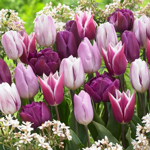 Tulpenzwiebeln Blue and Volet Collection (20 Zwiebeln) exklusive Tulpen aus Holland, winterhart und mehrjährig für Garten, Töpfe, Balkon aus Amsterdam (große Knollen, kein Samen, nicht künstlich) von DUTCH BULBS EXCLUSIVE PLANTS FROM HOLLAND