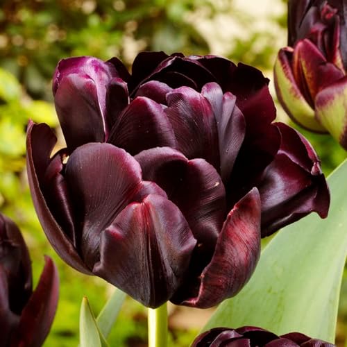 Tulpenzwiebeln Double Black Passion (20 Zwiebeln) exklusive schwarze Tulpen aus Holland, winterhart und mehrjährig für Garten, Töpfe, Balkon aus Amsterdam (große Knollen, kein Samen, nicht künstlich) von DUTCH BULBS EXCLUSIVE PLANTS FROM HOLLAND