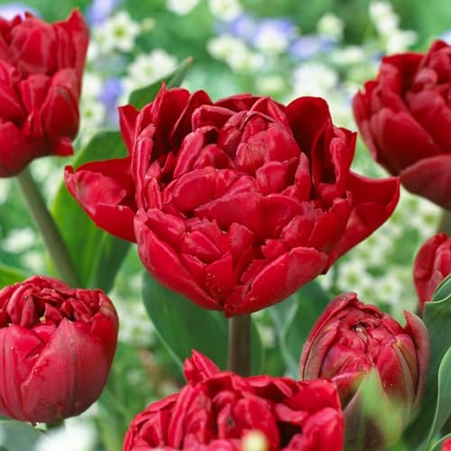 Tulpenzwiebeln Double "Red Passion" (20 Zwiebeln) exklusive rote Tulpen aus Holland, winterhart und mehrjährig für Garten, Töpfe, Balkon aus Amsterdam (große Knollen, kein Samen, nicht künstlich) von DUTCH BULBS EXCLUSIVE PLANTS FROM HOLLAND
