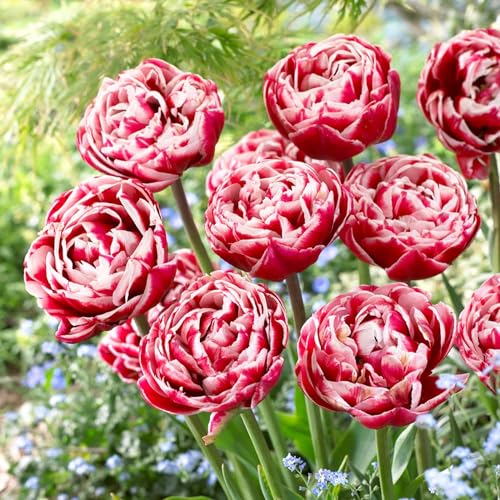 Tulpenzwiebeln Double "Red-White Passion" (20 Zwiebeln) exklusive Tulpen aus Holland, winterhart und mehrjährig für Garten, Töpfe, Balkon aus Amsterdam (große Knollen, kein Samen, nicht künstlich) von DUTCH BULBS EXCLUSIVE PLANTS FROM HOLLAND