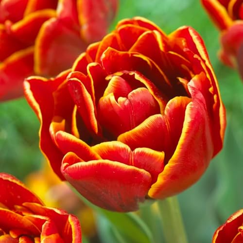 Tulpenzwiebeln Double "Red-Yellow Passion" (20 Zwiebeln) exklusive Tulpen aus Holland, winterhart und mehrjährig für Garten, Töpfe, Balkon aus Amsterdam (große Knollen, kein Samen, nicht künstlich) von DUTCH BULBS EXCLUSIVE PLANTS FROM HOLLAND