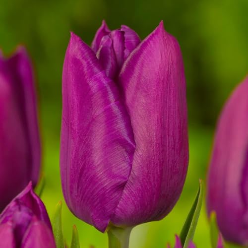 Tulpenzwiebeln Double "Violett Passion" (20 Zwiebeln) exklusive Tulpen aus Holland, winterhart und mehrjährig für Garten, Töpfe, Balkon aus Amsterdam (große Knollen, kein Samen, nicht künstlich) von DUTCH BULBS EXCLUSIVE PLANTS FROM HOLLAND