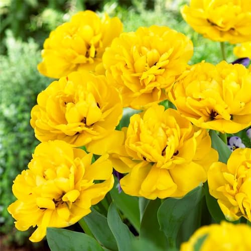 Tulpenzwiebeln Double "Yellow Passion" (20 Zwiebeln) exklusive gelbe Tulpen aus Holland, winterhart und mehrjährig für Garten, Töpfe, Balkon aus Amsterdam (große Knollen, kein Samen, nicht künstlich) von DUTCH BULBS EXCLUSIVE PLANTS FROM HOLLAND