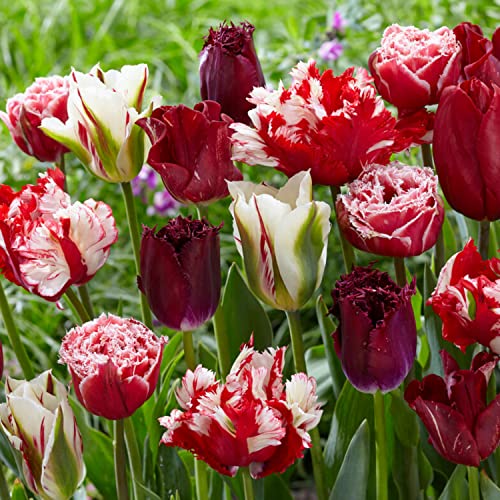 Tulpenzwiebeln Magic Fireworks (20 Zwiebeln) exklusive schwarze Tulpen aus Holland, winterhart und mehrjährig für Garten, Töpfe, Balkon aus Amsterdam (große Knollen, kein Samen, nicht künstlich) von DUTCH BULBS EXCLUSIVE PLANTS FROM HOLLAND