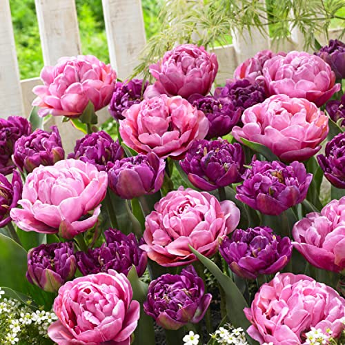 Tulpenzwiebeln Purple Explosion (20 Zwiebeln) exklusive Tulpen aus Holland, winterhart und mehrjährig für Garten, Töpfe, Balkon aus Amsterdam (große Knollen, kein Samen, nicht künstlich) von DUTCH BULBS EXCLUSIVE PLANTS FROM HOLLAND