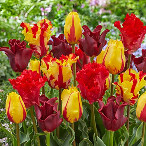 Tulpenzwiebeln Red-Orange-Yellow Mischung (20 Zwiebeln) exklusive Tulpen aus Holland, winterhart und mehrjährig für Garten, Töpfe, Balkon aus Amsterdam (große Knollen, kein Samen, nicht künstlich) von DUTCH BULBS EXCLUSIVE PLANTS FROM HOLLAND