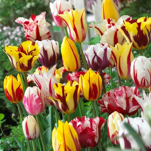 Tulpenzwiebeln Rembrandt Kollektion (20 Zwiebeln) exklusive Tulpen Mischung aus Holland, winterhart und mehrjährig für Garten, Töpfe, Balkon aus Amsterdam (große Knollen, kein Samen, nicht künstlich) von DUTCH BULBS EXCLUSIVE PLANTS FROM HOLLAND