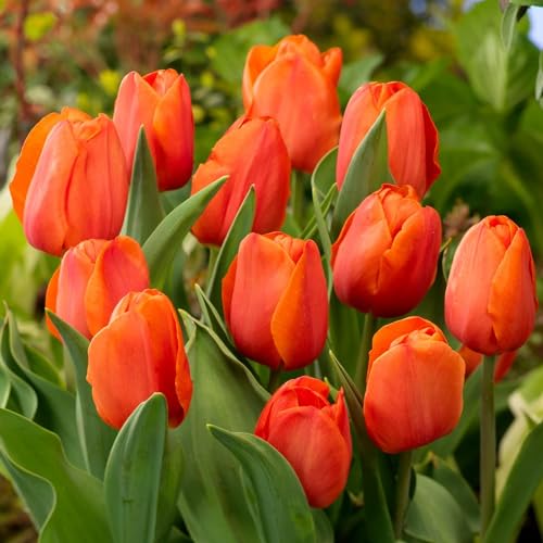 Tulpenzwiebeln Single "Orange Passion" (25 Zwiebeln) exklusive orange Tulpen aus Holland, winterhart und mehrjährig für Garten, Töpfe, Balkon aus Amsterdam (große Knollen, kein Samen, nicht künstlich) von DUTCH BULBS EXCLUSIVE PLANTS FROM HOLLAND