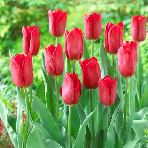 Tulpenzwiebeln Single "Red Passion" (25 Zwiebeln) exklusive rote Tulpen aus Holland, winterhart und mehrjährig für Garten, Töpfe, Balkon aus Amsterdam (große Knollen, kein Samen, nicht künstlich) von DUTCH BULBS EXCLUSIVE PLANTS FROM HOLLAND