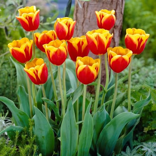 Tulpenzwiebeln Single "Red-Yellow Passion" (25 Zwiebeln) exklusive Tulpen aus Holland, winterhart und mehrjährig für Garten, Töpfe, Balkon aus Amsterdam (große Knollen, kein Samen, nicht künstlich) von DUTCH BULBS EXCLUSIVE PLANTS FROM HOLLAND