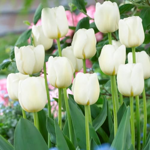 Tulpenzwiebeln Single "White Passion" (25 Zwiebeln) exklusive weiße Tulpen aus Holland, winterhart und mehrjährig für Garten, Töpfe, Balkon aus Amsterdam (große Knollen, kein Samen, nicht künstlich) von DUTCH BULBS EXCLUSIVE PLANTS FROM HOLLAND