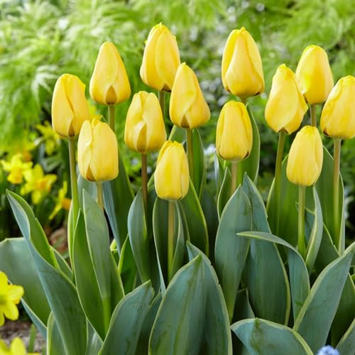 Tulpenzwiebeln Single "Yellow Passion" (25 Zwiebeln) exklusive gelbe Tulpen aus Holland, winterhart und mehrjährig für Garten, Töpfe, Balkon aus Amsterdam (große Knollen, kein Samen, nicht künstlich) von DUTCH BULBS EXCLUSIVE PLANTS FROM HOLLAND