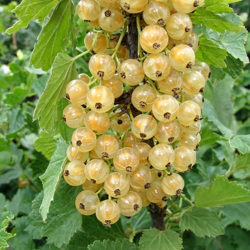 Weiß Johannisbeere Weiß Hollander - Set aus 2 wurzelnackte Pflanzen - Delicate Sweet Berries, Compact Growth von DUTCH BULBS EXCLUSIVE PLANTS FROM HOLLAND