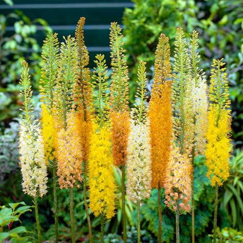 Winterharte Eremurus Steppenkerze Stauden Kollektion (3 Pflanzen), Mix von 3 Sorten für Garten, 1 von jeder Farbe, große mehrjährige Pflanzen aus Holland (kein Samen), Weiß-Rot-Rosa Hybriden von DUTCH BULBS EXCLUSIVE PLANTS FROM HOLLAND