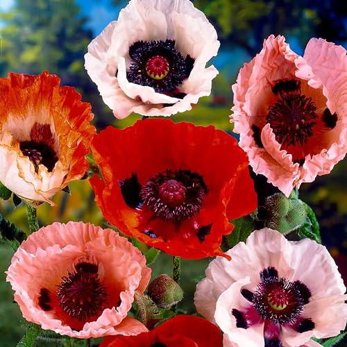 Winterharte Papaver Orientale Stauden Kollektion (5 Pflanzen), Mix von 5 Garten Mohn Sorten, 1 von jeder Farbe, große mehrjährige Pflanzen aus Holland (kein Samen), Weiß-Rot-Rosa-Violett Hybriden von DUTCH BULBS EXCLUSIVE PLANTS FROM HOLLAND