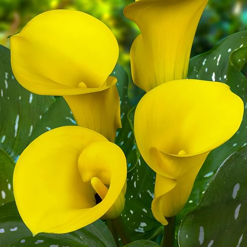 Yellow Passion (Gelb) Zantedeschia Calla Lilien Zwiebeln, 5 echte und große Knollen, die mehr als 5 Blüten tragen, Ideale Gartenpflanze, Blumenzwiebeln aus Holland (kein Samen und nicht künstlich) von DUTCH BULBS EXCLUSIVE PLANTS FROM HOLLAND