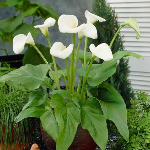 Zantedeschia aethiopica, 1 exklusive Zwiebeln, Sorte aus Holland, echte winterharte und mehrjährige Blumen/Zwiebeln (kein Samen) für Garten, Töpfe und Balkon von DUTCH BULBS EXCLUSIVE PLANTS FROM HOLLAND