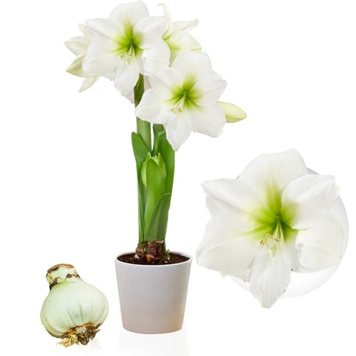 Amaryllis Zwiebel White Star, 1 Zwiebel groß 26/30, Exklusive Blumenzwiebeln, Pflanzen und Blumen aus Holland, Echte Hippeastrum Zwiebeln (keine Samen, nicht in Wachs und nicht künstlich) von DUTCH BULBS EXCLUSIVE PLANTS FROM HOLLAND