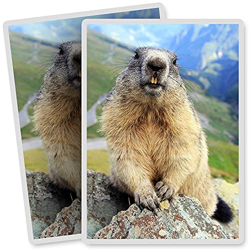 2 x Vinyl-Aufkleber – rechteckige Form 7 x 10 cm – Murmeltier Wild Animal Mountain Kunstdruck Aufkleber Laptop Tablet Gepäck Auto Fahrrad Aufkleber #12604 von DV DESIGN