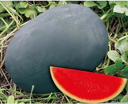 Dwqgroup Erbstück graue Haut Big Lange Red Süße Seedless Watermelon Organic Seed, Profi-Pack 50 Samen/Pack, 100% Reales Seed von SVI