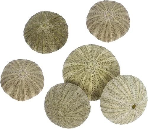 DYUES-SDOEMVIEN Natürliche Seeigel for die Inneneinrichtung. Einzigartige Strandmuscheln for Basteln. Luftpflanzen for Hochzeiten und Partythemen. DYUES-SDOEMVIEN Natürliche Seeigel for die Inneneinrichtung. Einzigartige Strandmuscheln for Basteln. Luftpflanzen for Hochzeiten und Partythemen. von DYUES-SDOEMVIEN