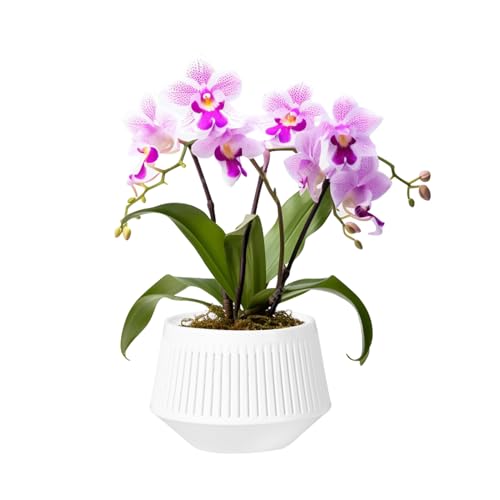 Orchideentopf Transparent Blümentopf für Wurzelkontrolltopf,Orchideentöpfe mit Löchern Atmungsaktiv übertopf,Durchsichtige Pflanztöpfe Kunststoff für Garten Balkon Deko Indoor Outdoor (1, Weiß) von DZAY