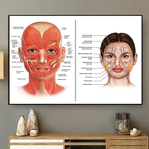 DZYQAWH Retro Metall-Blechschild 40,6 x 30,5 cm Gesicht Anatomie Poster Gesicht Muskeln und Venen, Ästhetiker Kunst Kunststoff Chirurg Kunst Massage Therapeut Botox Poster Kosmetik Injektor Kunst von DZYQAWH