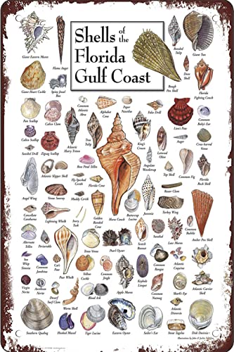 Metall-Blechschild mit Muscheln der Florida-Golfküste, Vintage-Stil, Kunstschild, Wanddekoration, lustiges Geschenk für Zuhause, Küche, Garage, Badezimmer, Bauernhof, Garten, Bar, Café, Metallposter von DZYQAWH