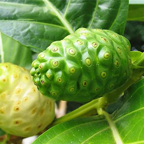 DaDago 10 Teile/Paket Noni Morinda Citrifolia Baum Samen Seltene Garten Obstbaum Pflanzen Samen DaDago 10 Teile/Paket Noni Morinda Citrifolia Baum Samen Seltene Garten Obstbaum Pflanzen Samen von DaDago
