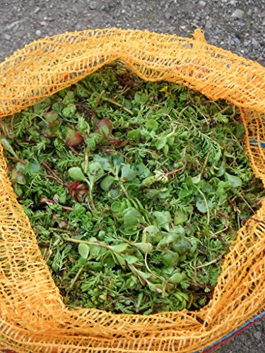 1 kg Sedumsprossenmischung für 10 m² Dachbegrünung von Dachstauden
