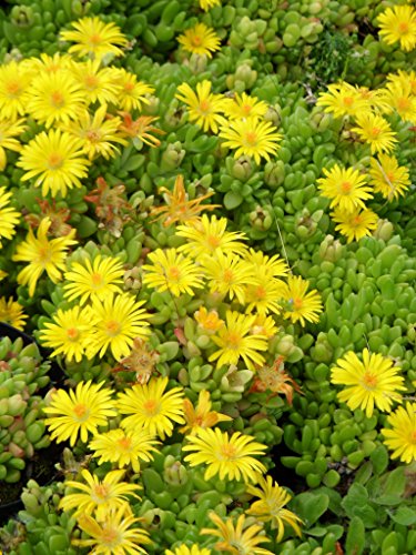 Delosperma nubigenum - Lesotho-Mittagsblume, 3 Pflanzen von Dachstauden