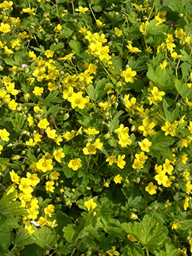 Waldsteinia geoides - Polsterbildende Waldsteinie von Dachstauden