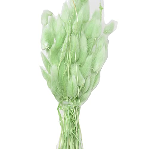 Trockenblumen Bund -Lagurus- 65cm Misty-grün Dekoration Boho Natur von Dadeldo Living & Lifestyle