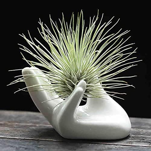 Dahey Zondam Air Plant Pot Keramik Tillandsia-Halter Hand White von Dahey